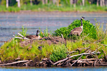 Canada Goose and Gosling Photo and Image.  On nest with newly hatched goslings.  Goose Photo and Image.