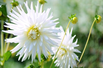 White yellow cactus dahlia decorative , variety - My Love , beautiful flowers bloom in the garden © Gold Picture