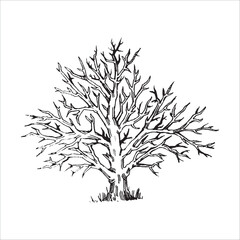 Hand drawn tree illustration, Pine tree, Forest drawing, graphic illustration, forest design elements, nature design