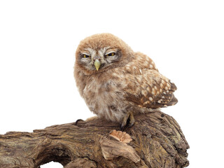 One small owl sits on the bark.