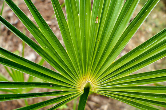 Close up of the fan shaped leaves of a Rhapidophyllum hystrix, also known as the Needle Palm
