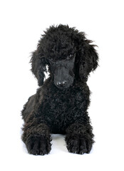  puppy standard poodle in studio