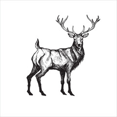 Hand drawn deer illustration, Deer drawing, horns, Wild animal, Forest animal, Noble deer, bambi