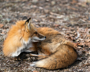 Red Fox Photo Stock. Fox Image. Close-up resting on brown spring foliage, in its environment and habitat with a blur background.  Picture. Portrait.