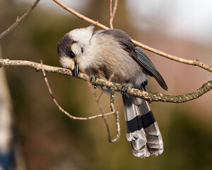 Grey Jay Photo and Image. Perched on a tree branch with a shy look displaying grey colour, tail, wings, feet, eye with a brown background in its habitat surrounding.