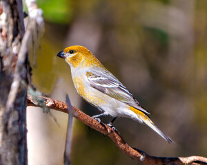 Pine Grosbeak Photo and Image. Grosbeak female perched on a branch with a blur forest background in its environment and habitat and displaying rust colour feather plumage. Grosbeak Portrait.