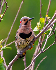 Northern Flicker bird Stock Photo and Image. Flicker male front view close-up perched on a branch with blur green background in its environment and habitat.