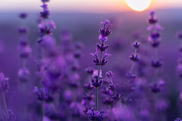Fototapeta na wymiar Lavender flower background. Violet lavender field sanset close up. Lavender flowers in pastel colors at blur background. Nature background with lavender in the field.