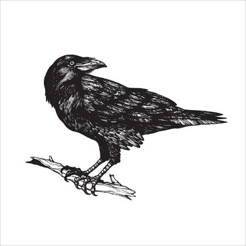 Hand drawn crow illustration, black bird drawing, bird design, beautiful illustration, animal, nature, tattoo design