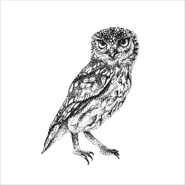 Hand drawn owl illustration, Night bird, Bird drawing, Black owl, beautiful bird, wild animal