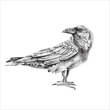 Hand drawn crow illustration, black bird drawing, bird design, beautiful illustration, animal, nature, tattoo design