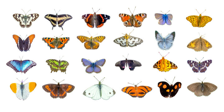 set of butterflies white background