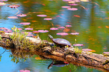 Painted Turtle Photo and Image. Resting on a log in the pond with lily water pad moss and displaying its turtle shell, head, paws in its environment. Turtle Picture.