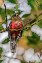 A juvenile male Masked trogon