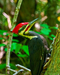 Pileated Woodpecker Photo and Image. Head Close-up.  Side view. Climbing on a tree trunk with blur forest background in its environment