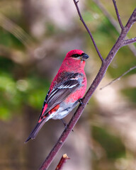 Pine Grosbeak Photo and Image.  Male perched on a branch with blur forest background in its environment and habitat surrounding and displaying red colour feather plumage.
