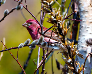 Purple Finch Photo and Image.   Male close-up profile view, perched on a branch displaying red colour plumage with a blur background in its environment