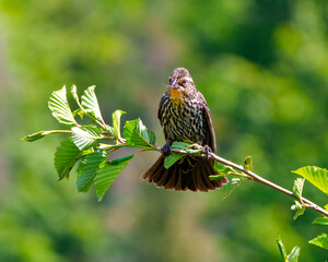 Red-winged Blackbird Photo and Image.   Blackbird female close-up front view with a insect in its beak , perched on a branch with green background.