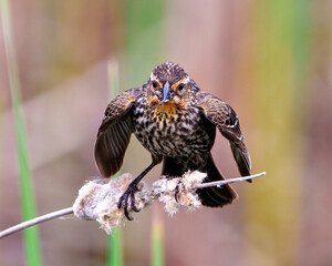 Red-Winged Blackbird Photo and Image.   Female close-up front view, perched on a cattail with colourful background with a insect in its beak in its habitat.