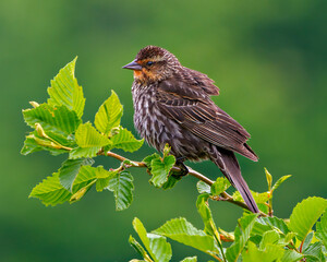 Red-Winged Blackbird Photo and Image. Blackbird juvenile close-up side view, perched on leave branch with a green background in its environment