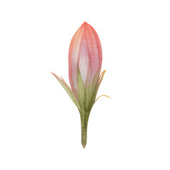 Fototapeta premium Watercolor of floral isolated on transparent background