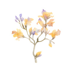 Watercolor of leaves isolated on transparent background