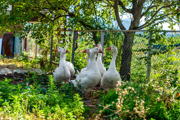 white domestic geese
