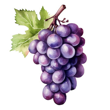 Water color Grapes illustration png clip art no background