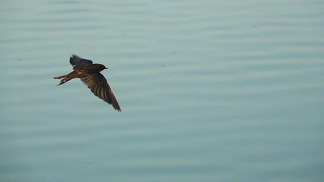 Close-up swallow flying on a water slow motion