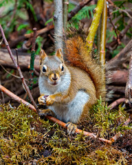 Squirrel Photo and Image.  Close-up front view standing on a branch tree and moss with a forest background displaying its brown fur, paws, bushy tail, in its habitat.