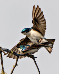 Swallow Photo and Image.  Couple in courtship season and enticing her back displaying spread wings in their environment and habitat with grey sky background.