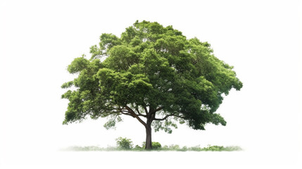 Obraz premium big tree isolate on white background