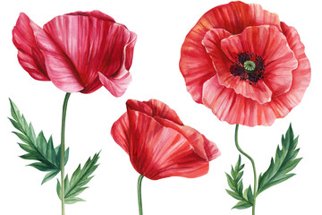 Set flowers red poppies, bud, leaf on white background, botanical hand drawing watercolor clipart, flora design elements