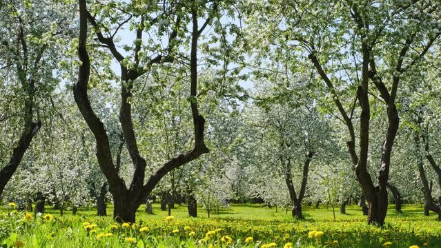 blooming apple trees and yellow dandelion flowers on green grass on a spring sunny day