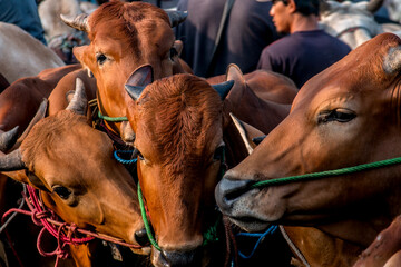 Cattle being sold at the Jonggol Animal Market, Bogor Regency, on June 22 2023. Sales of sacrificed...