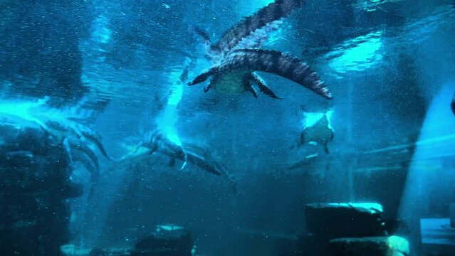 Crocodiles aquarium, crocodiles swimming in the aquarium . High quality 4k footage