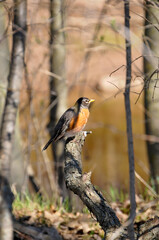 Young Robin Perched In A Tree In Spring