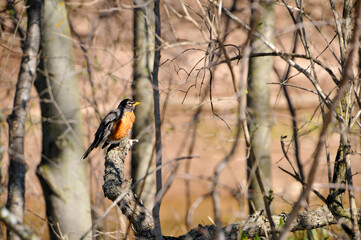 Young Robin Perched In A Tree In Spring