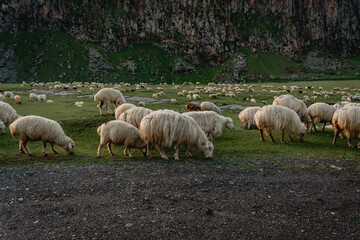 Fototapeta premium Flock of sheep in Truso valley in Kazbegi region, Caucasus mountains, Georgia. 