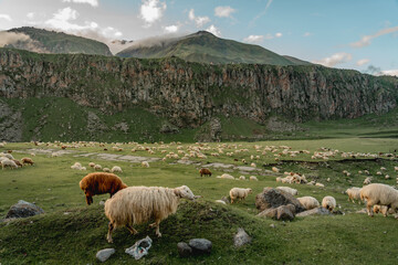 Fototapeta premium Flock of sheep in Truso valley in Kazbegi region, Caucasus mountains, Georgia. 