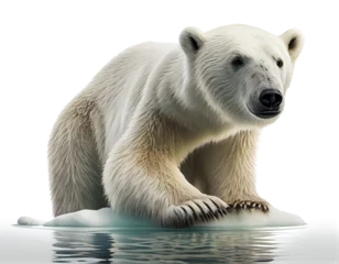Gordijnen white polar bear On a transparent background (png) for decoration projects. generative AI © I LOVE PNG