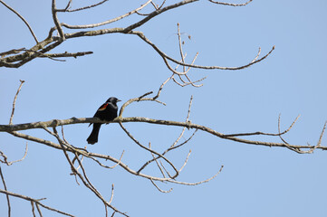 A Red-winged Blackbird Perched In A Bare Tree In Spring