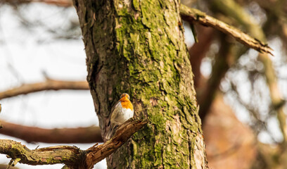 Ein Rotkehlchen sitzt im Frühling auf einem Baum