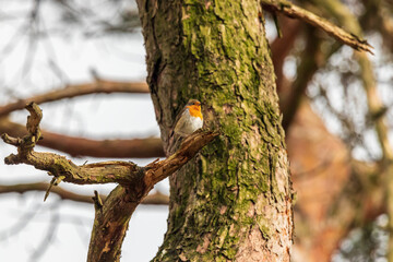 Ein Rotkehlchen sitzt im Frühling auf einem Baum