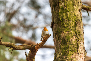 Ein Rotkehlchen sitzt im Frühling auf einem Baum