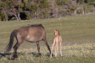 Naklejka na ściany i meble Wild Horse Mare and Foal in Summer in the Pryor Mountains Montana