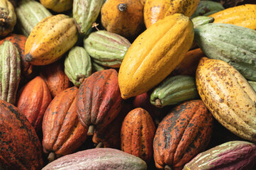 Colorful cacao pod background