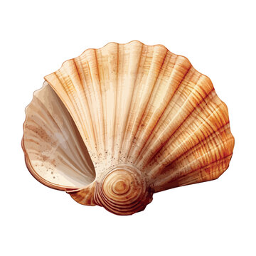 Beautiful spiral seashell