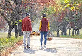 rear view,father and daughter carrying harvested fruits in wooden storage crate together walking...