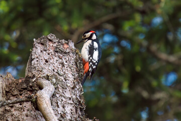 great spotted woodpecker male , dendrocopos major, perched on a spruce in the mountain forest at a summer day